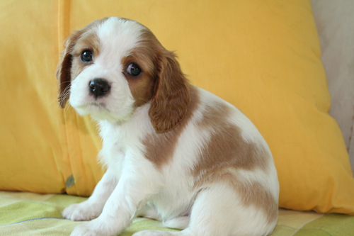 出售查理王小猎犬幼犬2010年11月26日生