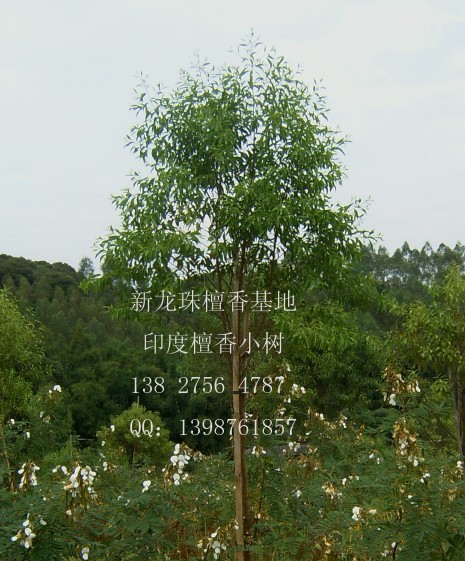 供应印度檀香树 (风景盘栽,高度1米)